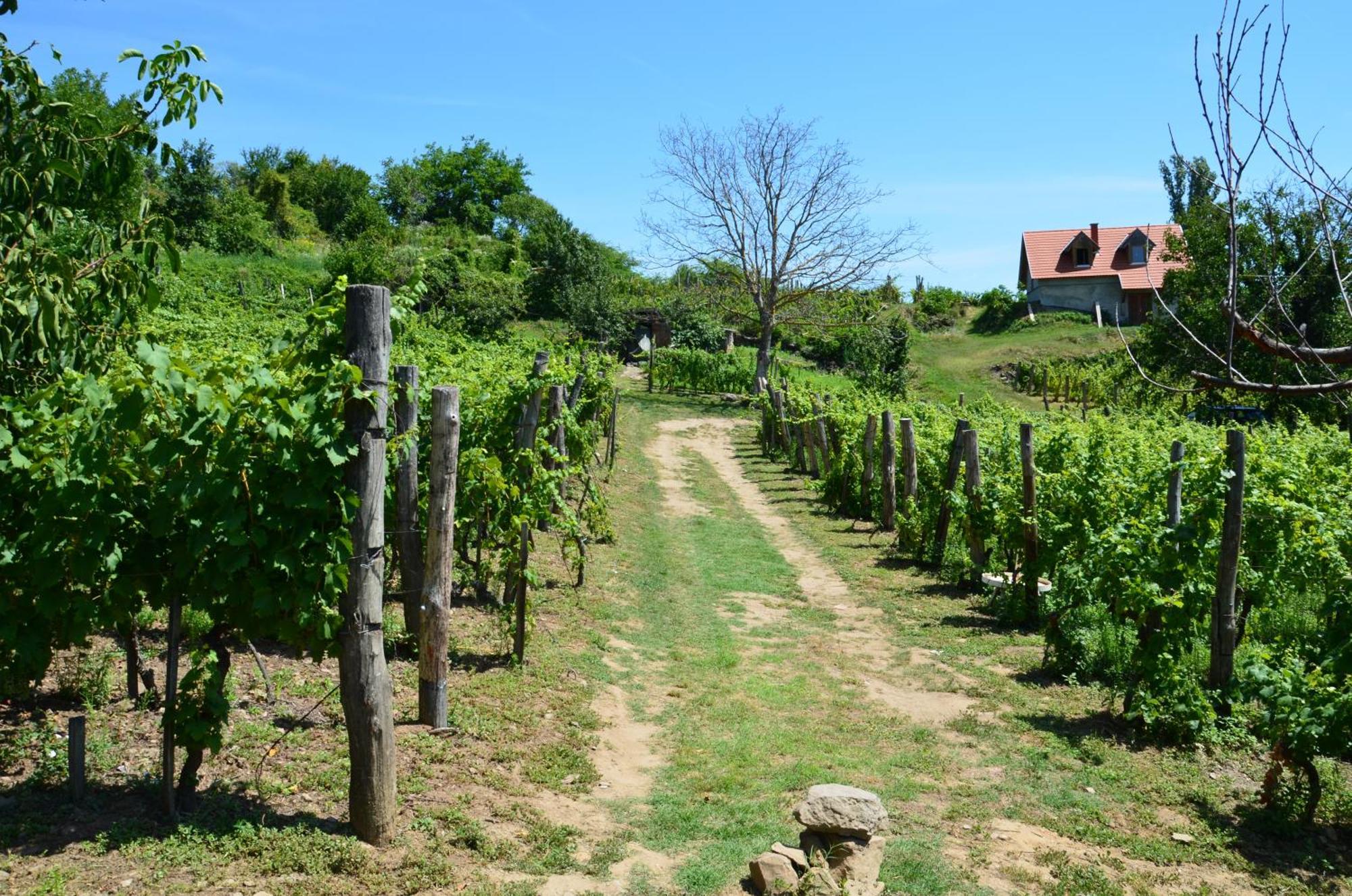 Grand Cru 3. Vendeghaz Villa Hegymagas Dış mekan fotoğraf